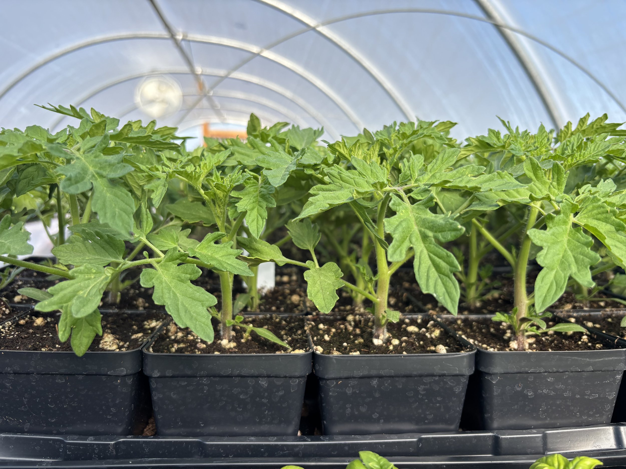 【ht_plants farm】 Amazon.com : ZXMT Hydroponic Grow Kit 108 Plant Sites 3 Layers